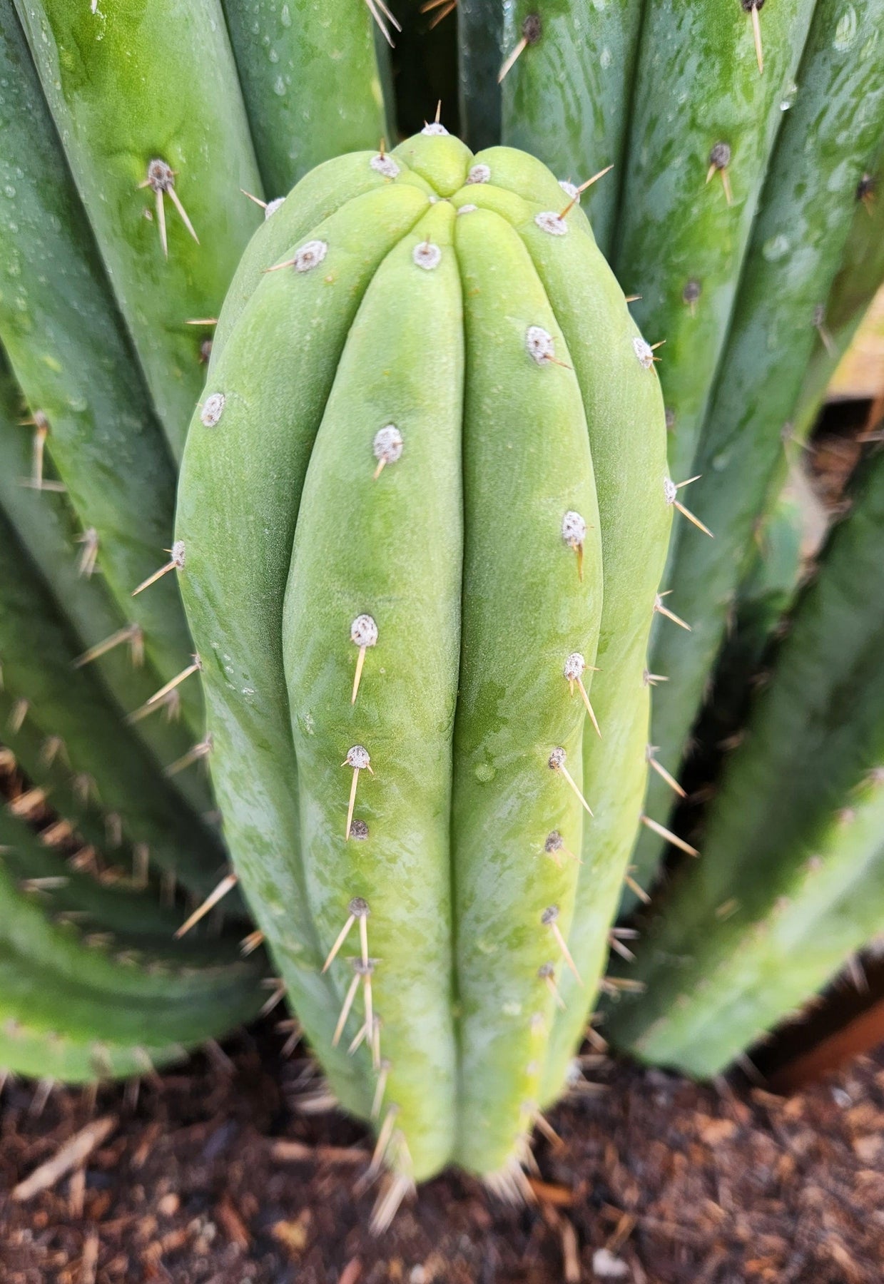 EC240 EXACT Trichocereus Pachanoi Nuestra Bonita Cactus Cutting 8-15 inches | Rare San Pedro Cactus for Home Decor, Garden Landscaping & Spiritual Ceremonies
