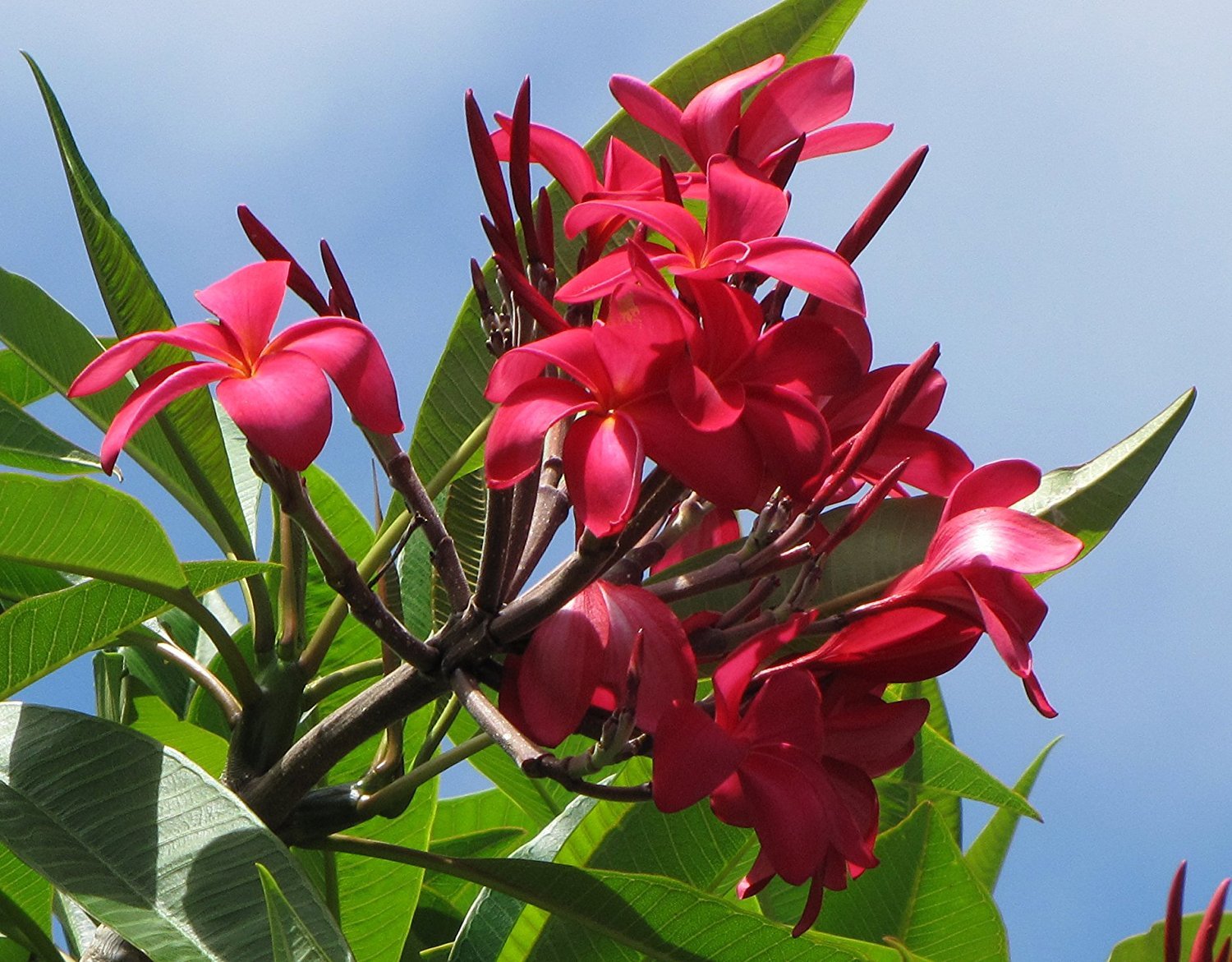 1 Cutting Plumeria Red Kona - Rare Deep Red Flowers for Tropical Gardens, Landscaping & Home Decor