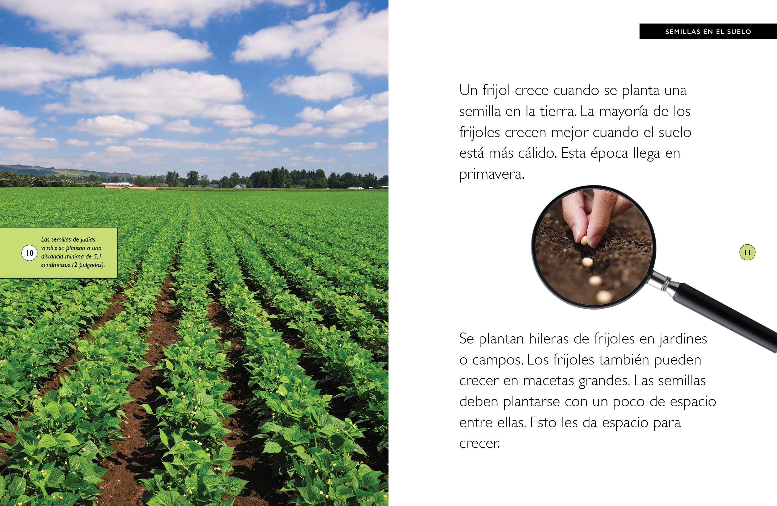Premium Los Frijoles Beans - Authentic Mexican Flavor for Cooking, Soups & Stews - Perfect for Home Chefs & Healthy Meals