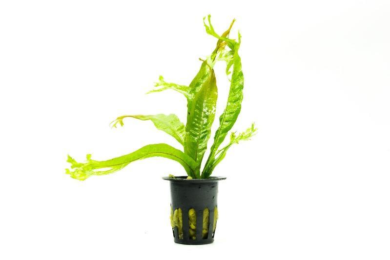 TCulture Microsorum Pteropus Thor's Hammer Live Aquatic Plant for Aquarium - Perfect for Fish Tanks, Aquascaping & Low-Light Environments