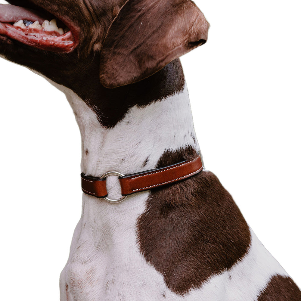 Old Reliable Dog Collar with D-Ring - Durable Nylon Pet Collar for Small Medium Large Dogs - Perfect for Walking, Training & Outdoor Adventures