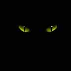 Cat Eyes