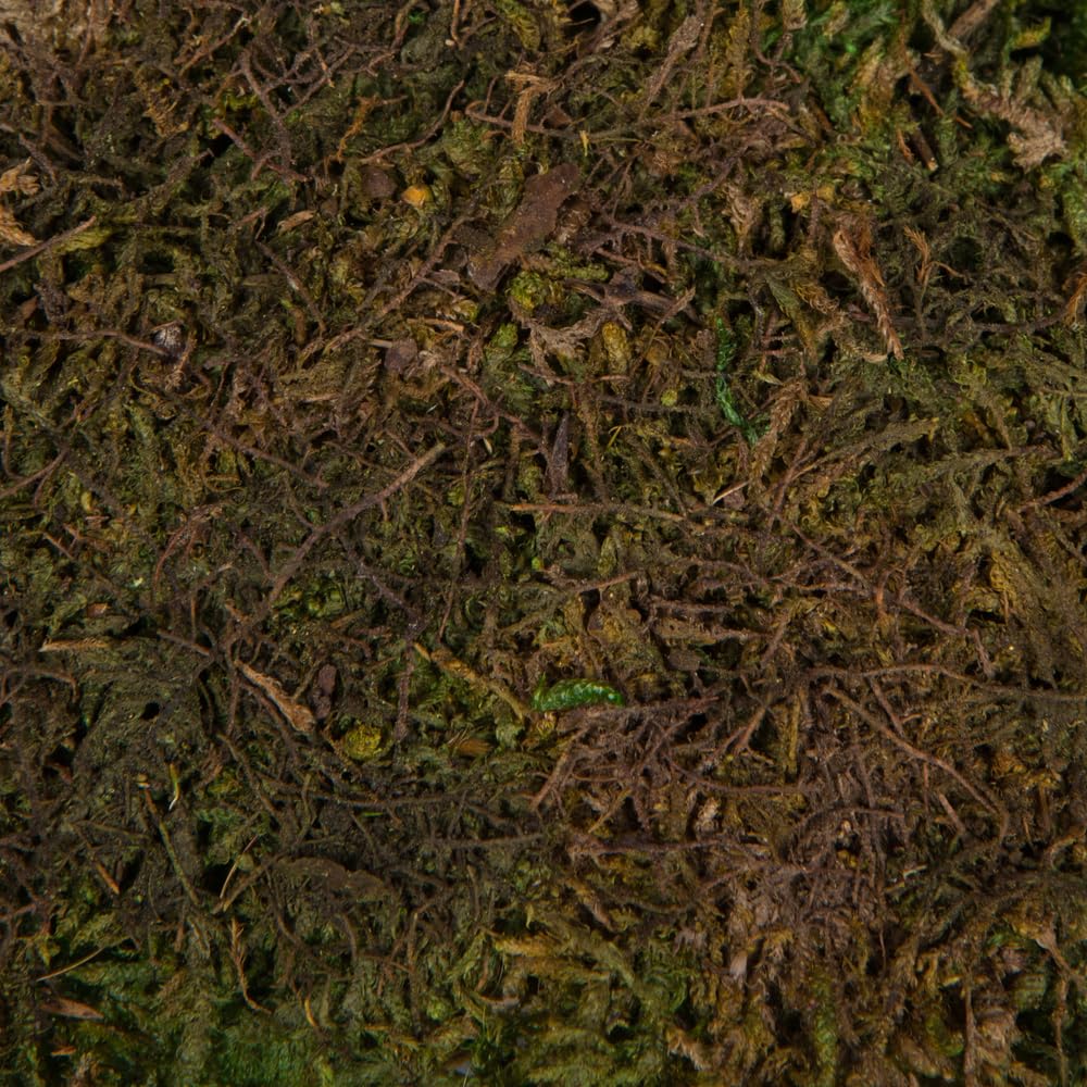 Vickerman Preserved Green Moss Sheet - 6.6 Lbs Bulk Case for Floral Arrangements, Terrariums & Home Decor