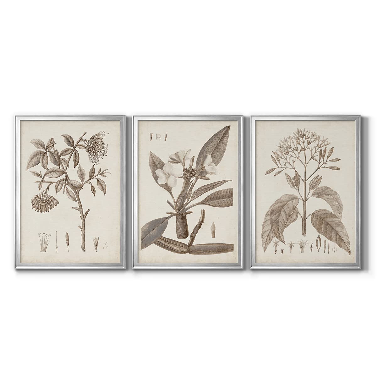 Vintage Botanical Wall Art Set - 3 Piece Silver Framed Canvas Prints (30x42 in Each) | Antique Sepia Architecture Decor for Bedroom, Living Room & Office | American Eclectic Home Décor Collection
