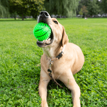 Gnawsome Squeak & Light Basketball Dog Toy - Interactive Chew Toy for Puppies and Small Dogs - Perfect for Indoor Play, Fetch, and Training Sessions