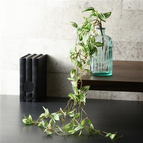 Pothos Green Climbing Plants - Low Maintenance Indoor Hanging Plants for Home & Office Decor