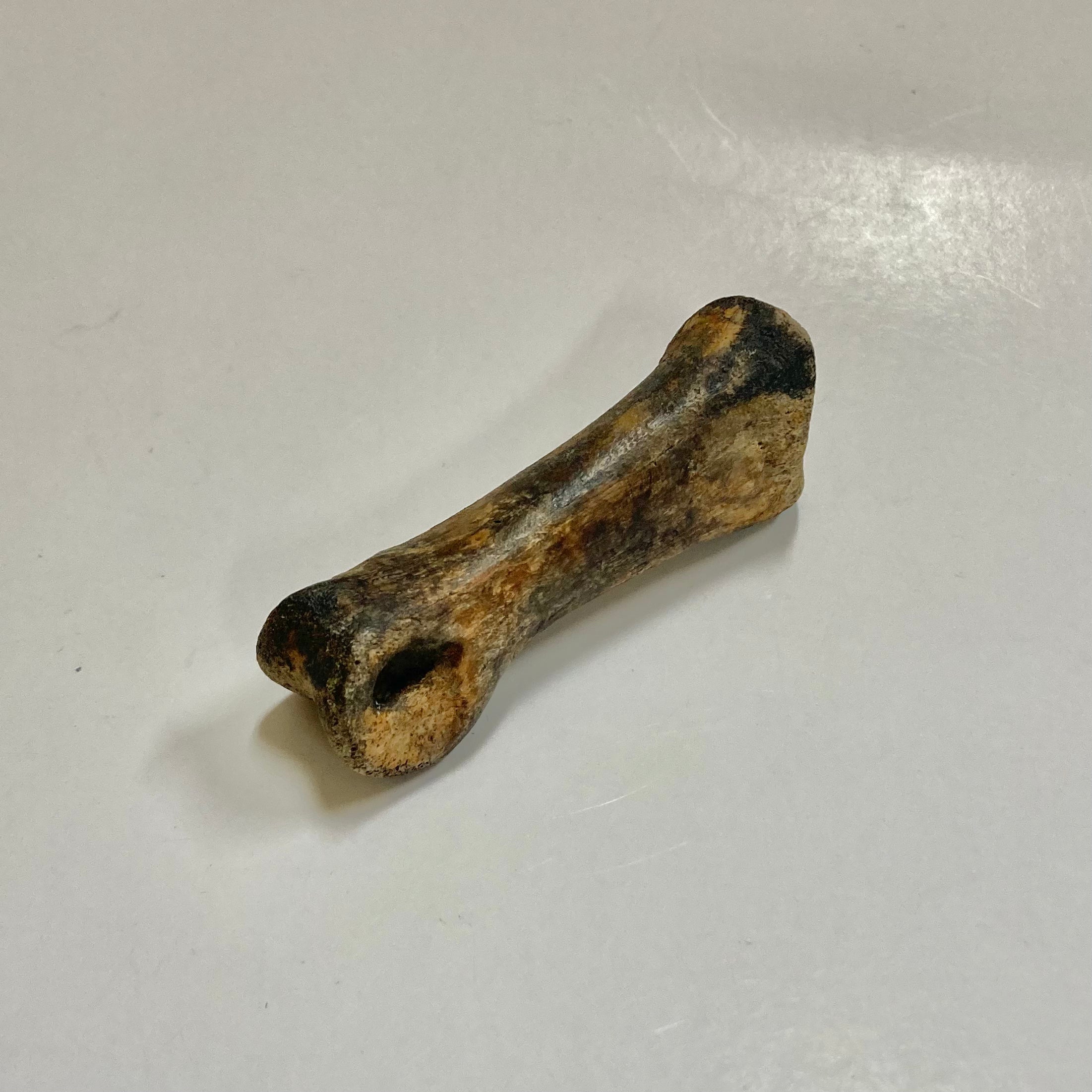 **Struthiomimus Dinosaur Metatarsal Toe Bone Fossil - Authentic Prehistoric Relic for Collectors, Museums & Educational Displays**