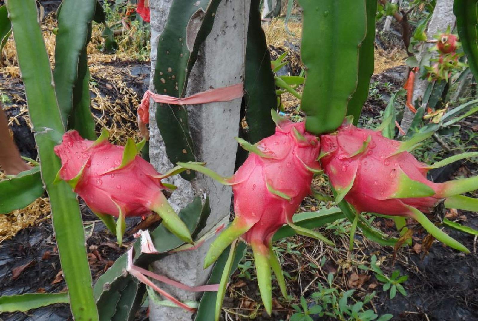100pcs Red & White Dragon Fruit Seeds - Exotic Pitaya Plant for Outdoor Garden, Courtyard Planting | Grow Your Own Tropical Fruit Trees at Home