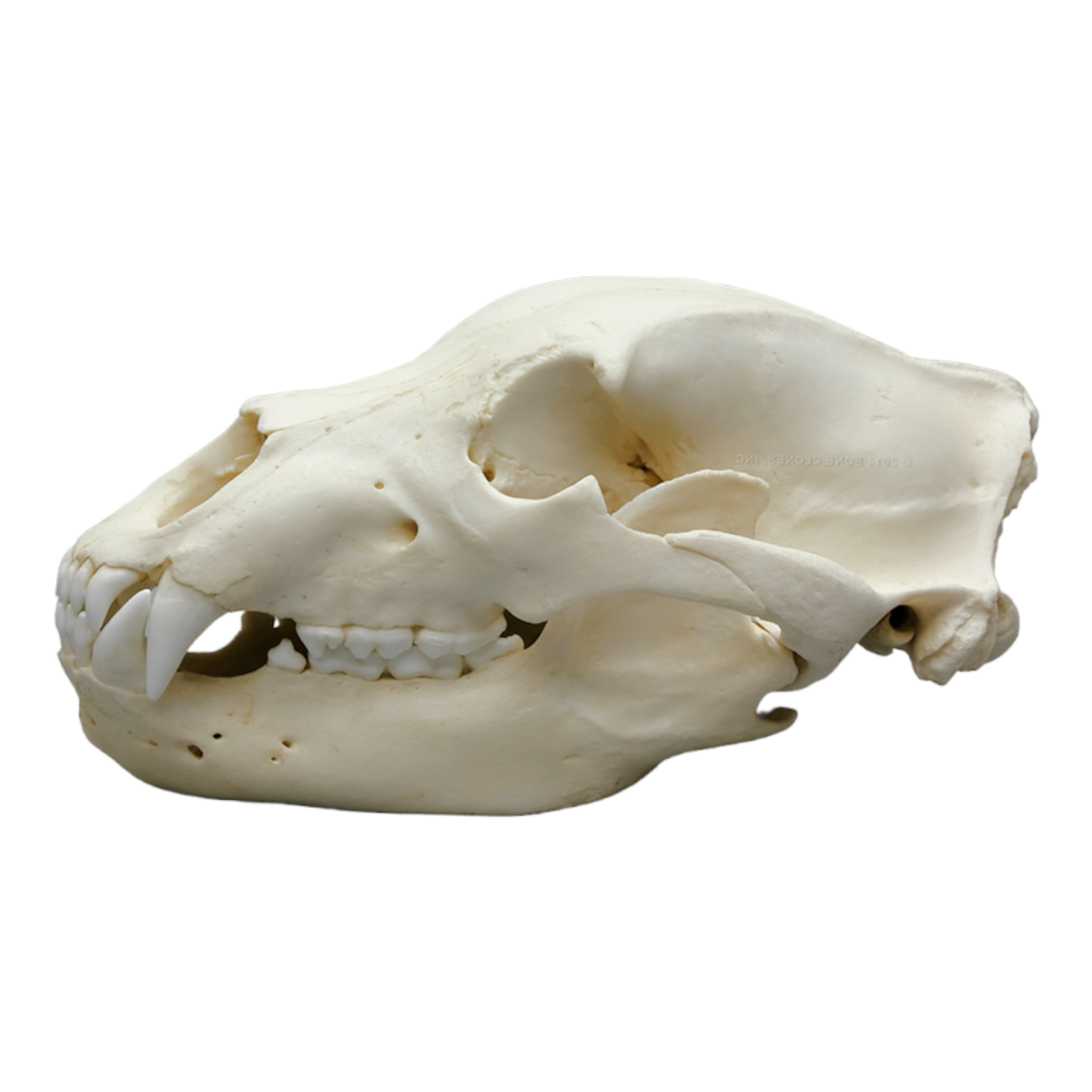 Authentic Replica Grizzly Bear Skull - Lifelike Animal Skull Decor for Home, Office, or Halloween Display - Perfect for Taxidermy Enthusiasts & Nature Lovers