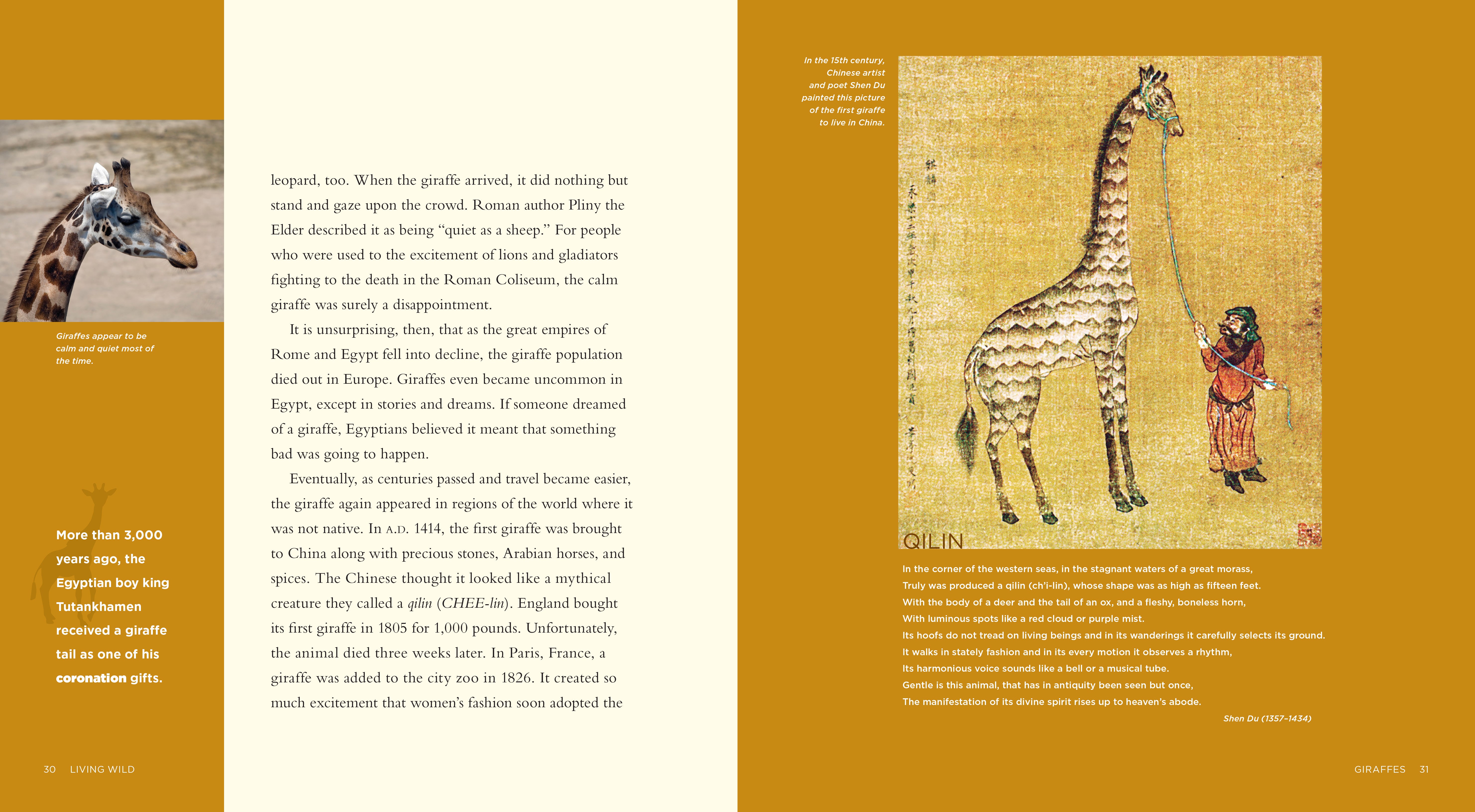 Giraffes Book - ISBN 9781583416549 - Educational Wildlife Reading for Kids & Animal Lovers