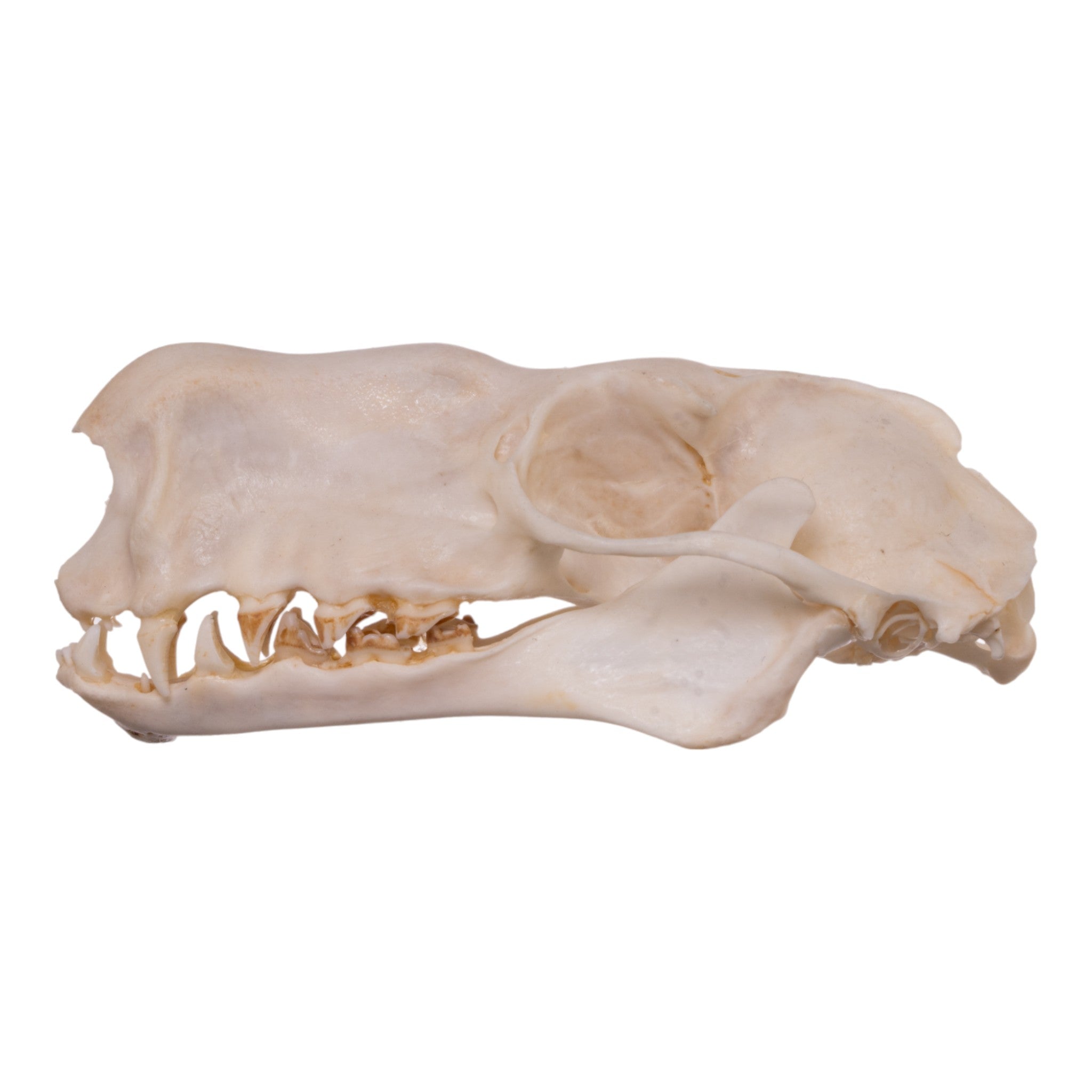 Authentic Hammerhead Fruit Bat Skull - Male Specimen | Collectible Oddity, Gothic Decor, Taxidermy Display for Halloween & Dark Academia Aesthetics