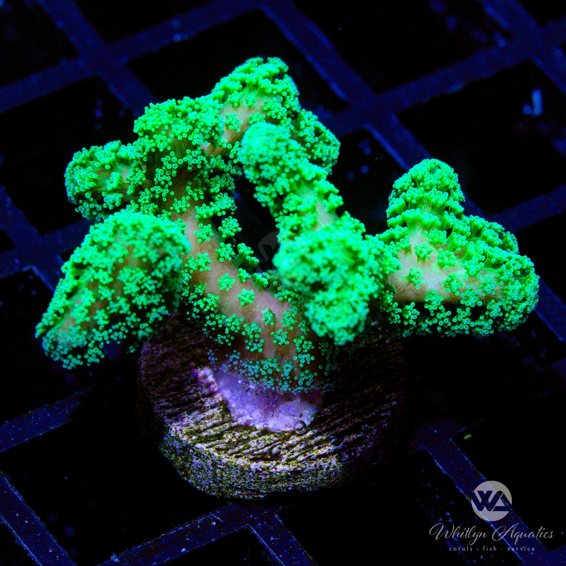 ORA Neon Green Branching Birdsnest Coral - Vibrant Saltwater Aquarium Coral for Reef Tanks | Perfect for Marine Aquascaping & Coral Propagation