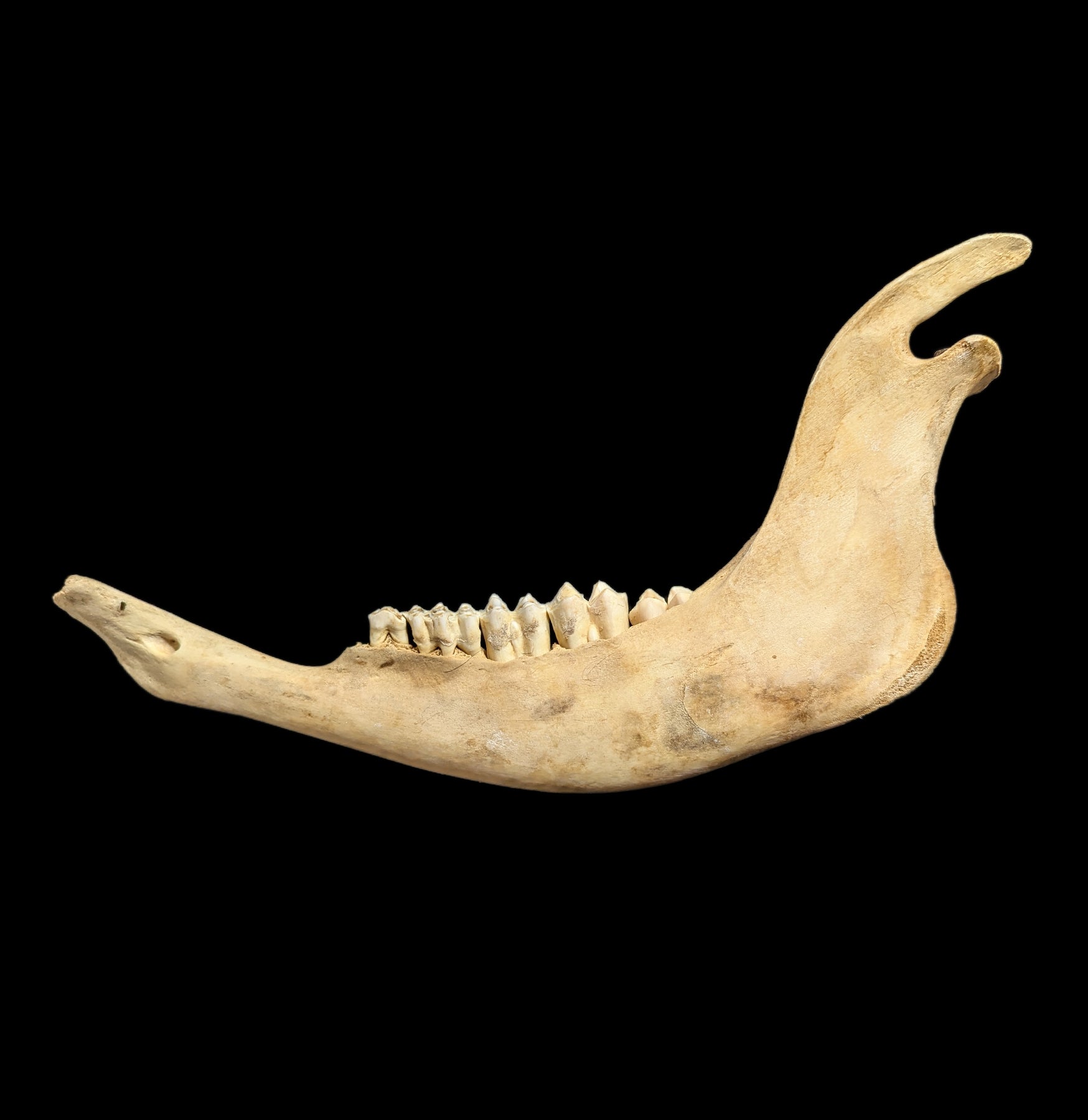 Bison Jaw Bone - Authentic Natural Specimen for Collectors, Education & Home Decor | Perfect for Science Projects, Cabin Decor & Taxidermy