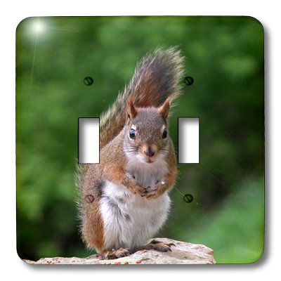 3D Rose LLC Red Squirrel with Attitude Double Toggle Switch Cover Plate - Funny Animal Wall Decor for Home, Office, or Cabin (Model lsp_22427_2)