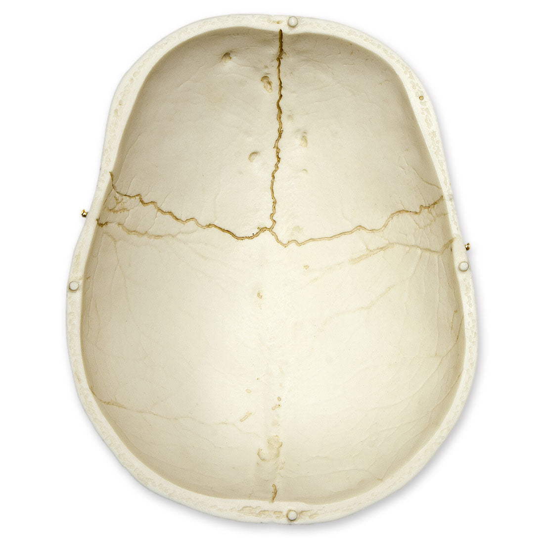 Realistic Human Skull Model with Detachable Brain & Display Stand - Anatomical Asian Male Skull Replica for Medical Study, Halloween Decor, and Science Education
