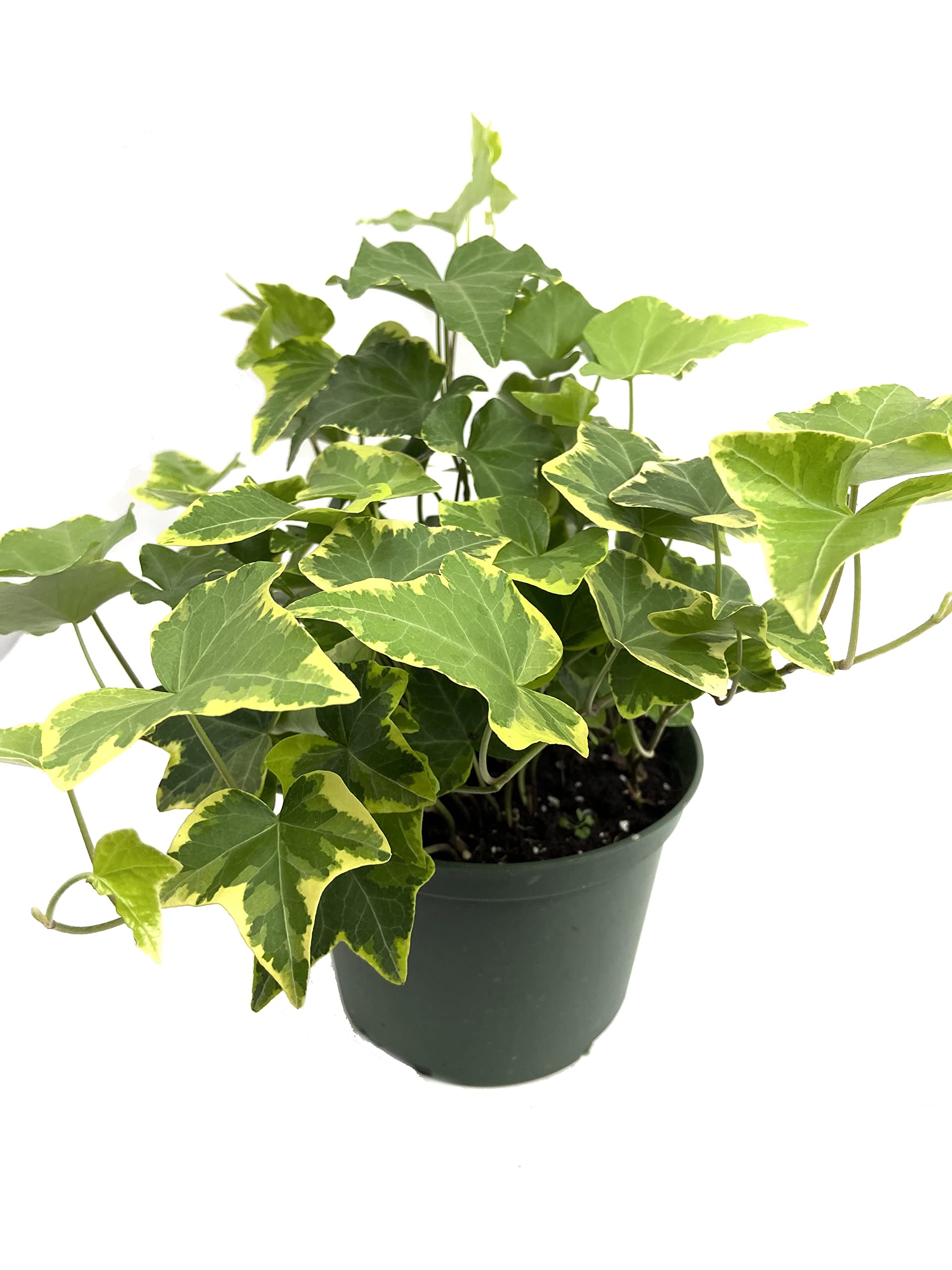 Golden English Ivy - 5 Live Plants in 6 Inch Pots - Hedera Helix - Easy Care Indoor Air Purifying Houseplant Vine for Home, Office & Garden Decor