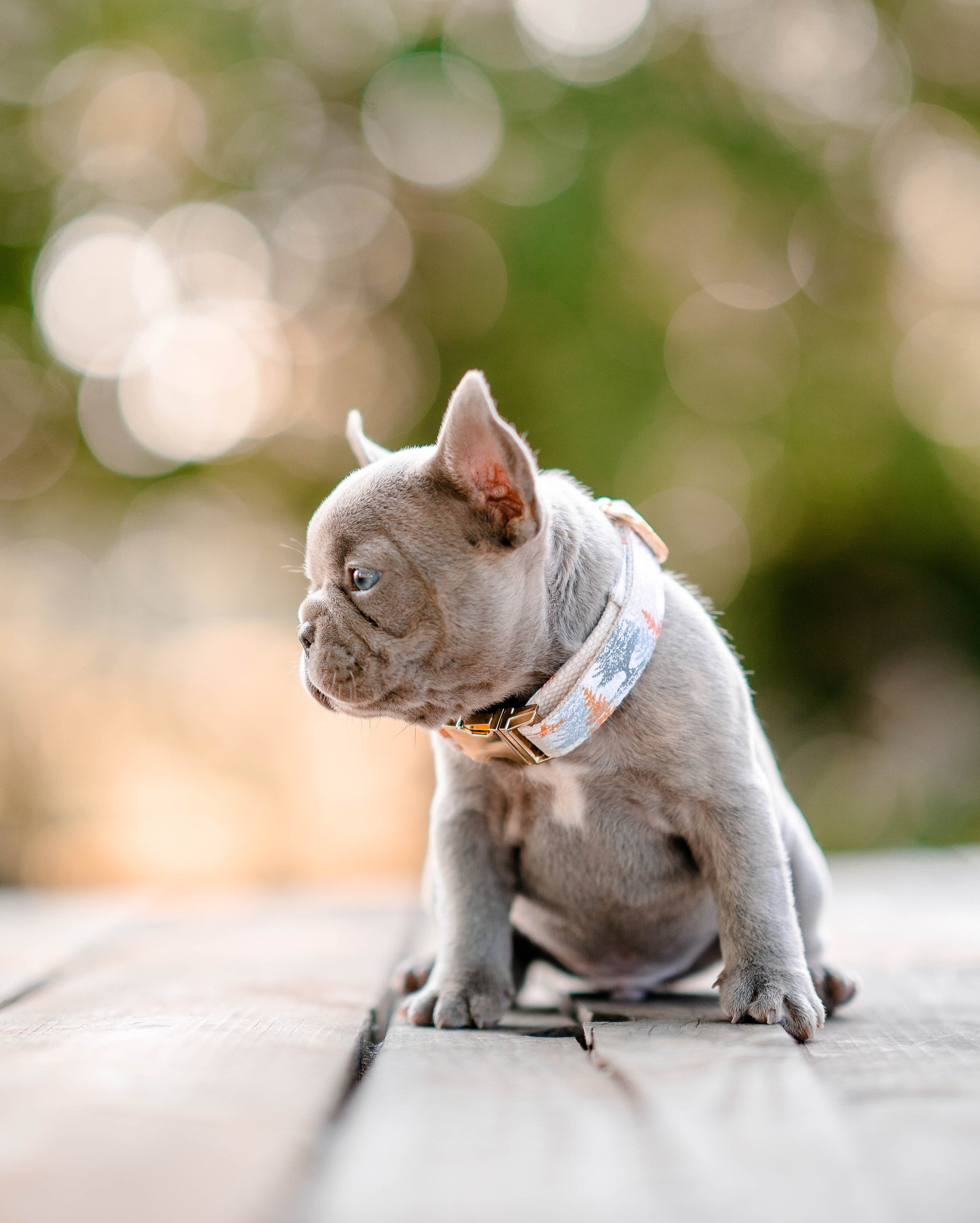 Stylish Dog Collar with Floral Design - Perfect for Fall Forest Walks & Outdoor Adventures