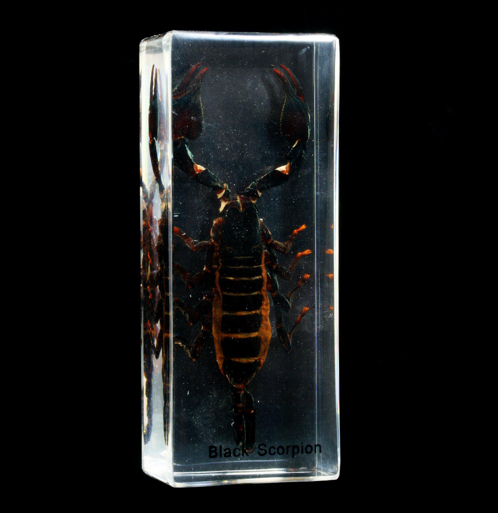 Black Scorpion - Premium Quality for Outdoor Adventures, Halloween Decor & Collectibles