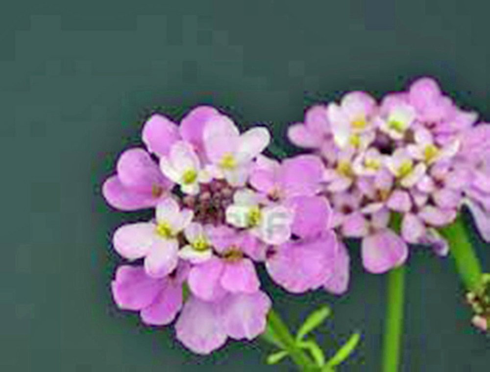 Candytuft Tall Mix Seeds - 100 Count - Beautiful Pink, Lavender & White Flower Seeds for Garden, Borders & Cut Flower Arrangements