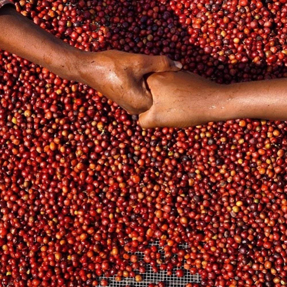 Red Bay Coffee Brazilian Cake Lady - Medium Roast Whole Bean Coffee, 5 LB Resealable Bag | Premium Brazilian Coffee Beans for Home Brewing, Office Use & Gifts