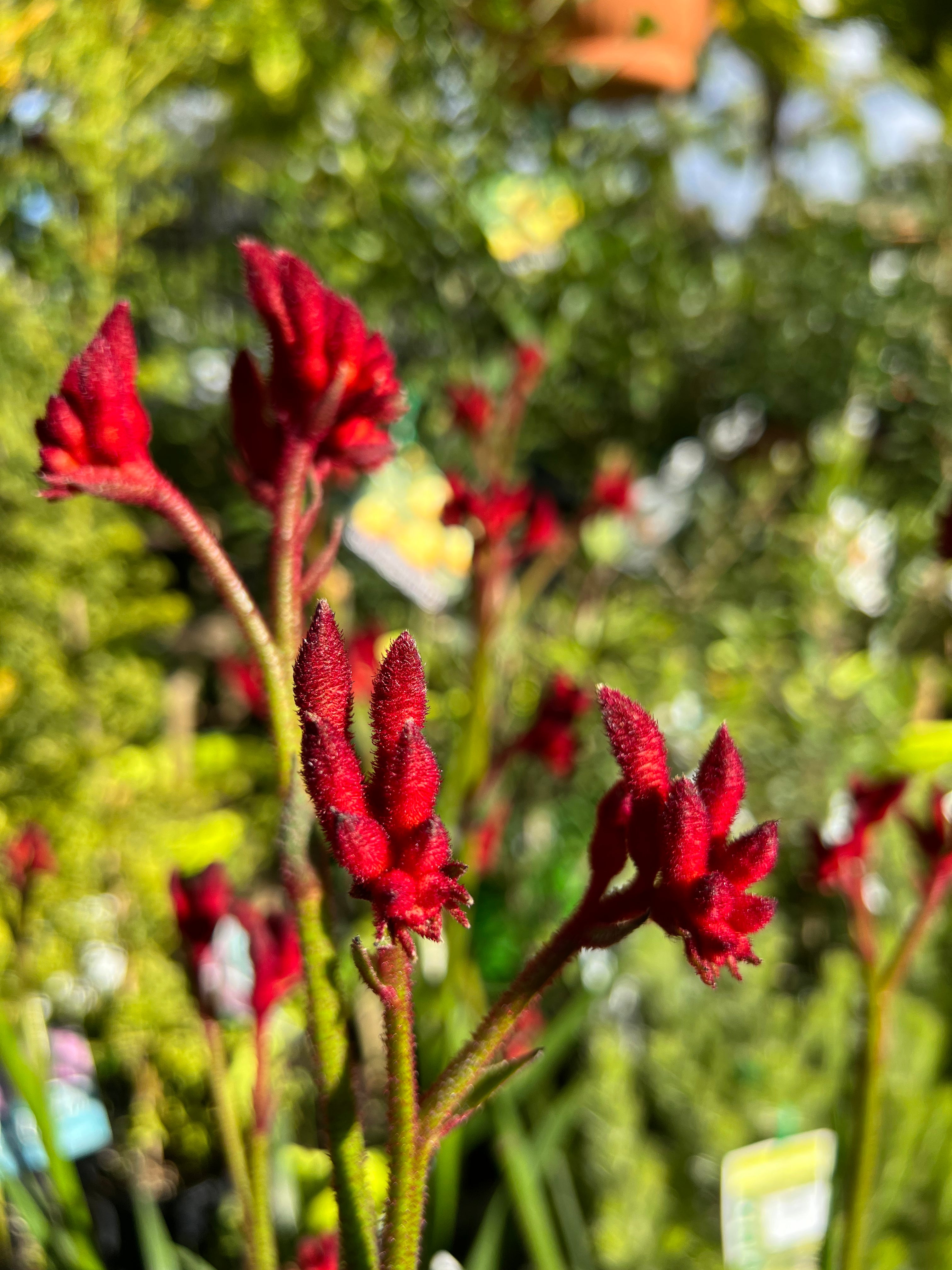Anigozanthos 'Bush Fury' Kangaroo Paw Plant - Vibrant Red Blooms, Drought-Tolerant Perennial for Gardens, Landscaping & Cut Flower Arrangements