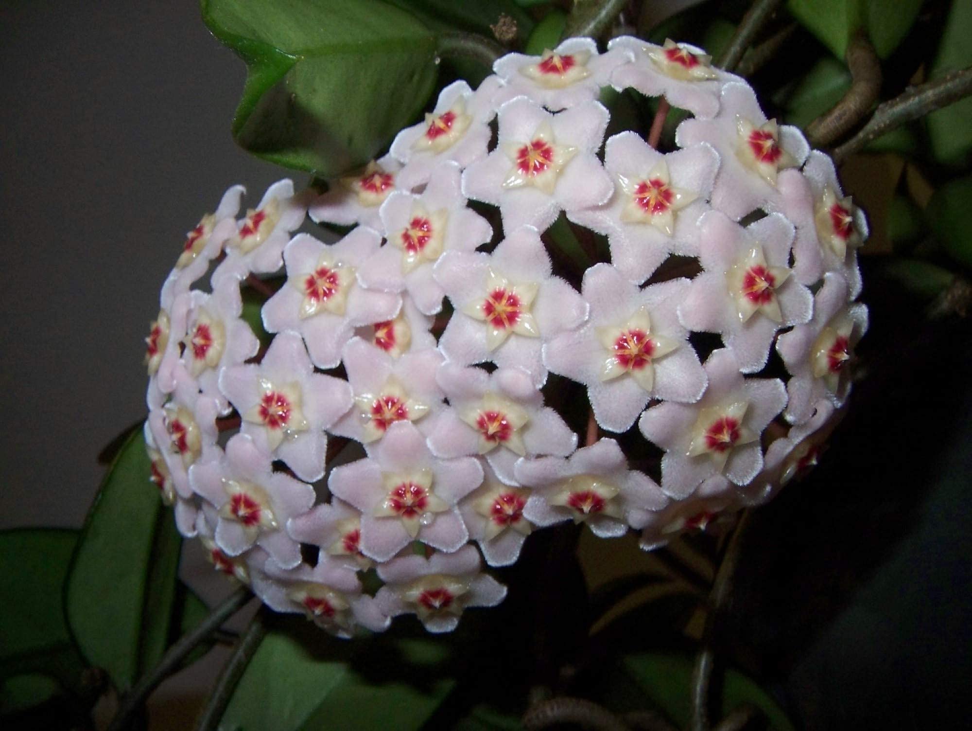 Hoya Carnosa Starter Plant - Well Rooted Wax Plant in Pot | Easy Care Indoor Houseplant for Home, Office, or Gift