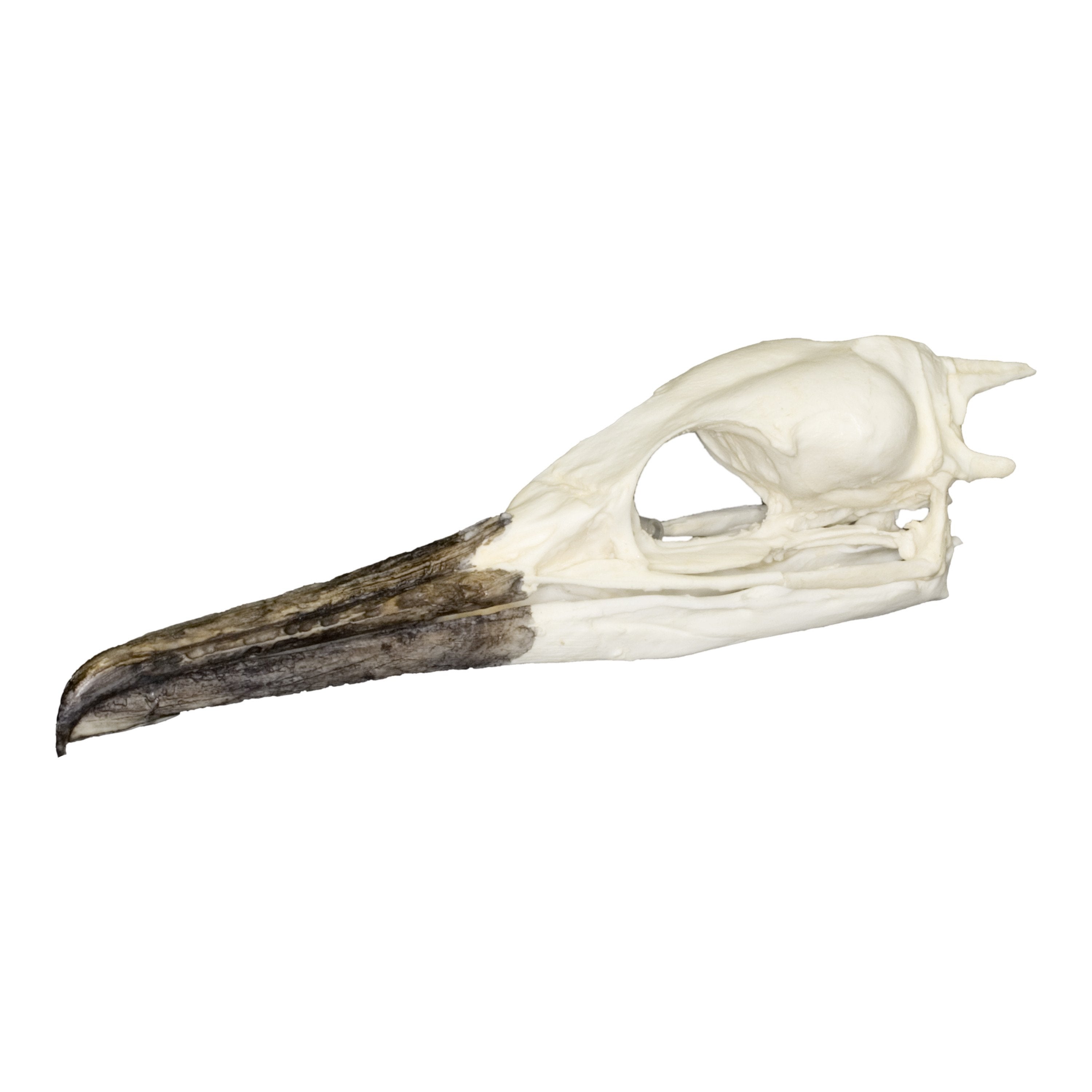 Brandt's Cormorant Skull Replica - High-Quality Bird Skull Model for Science Education, Taxidermy & Gothic Home Decor - Perfect for Biology Classrooms, Halloween Displays & Dark Aesthetic Collections