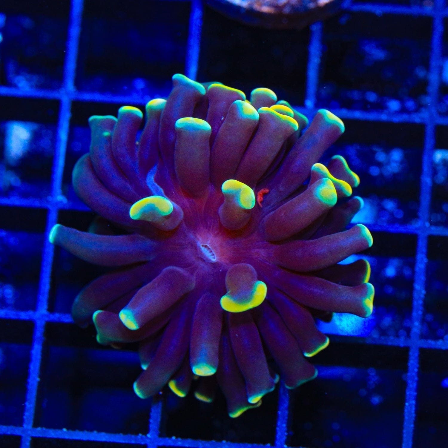 Disco Hammer Coral for Saltwater Aquarium - Vibrant LPS Coral for Reef Tanks, Marine Fish Tanks & Coral Propagation | Perfect for Beginners & Advanced Hobbyists