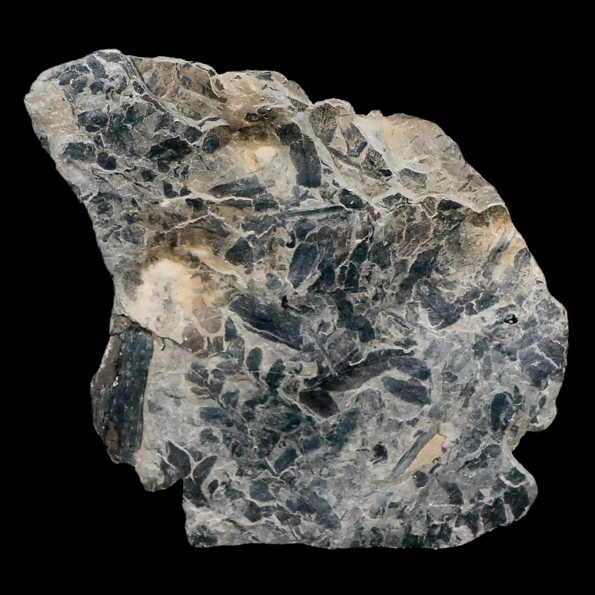 Neuropteris SP Fern Plant Fossil Leaves - Carboniferous Age Specimen from Breathitt Formation, Leslie County KY | Rare Paleobotany Collectible for Home Decor & Science Education