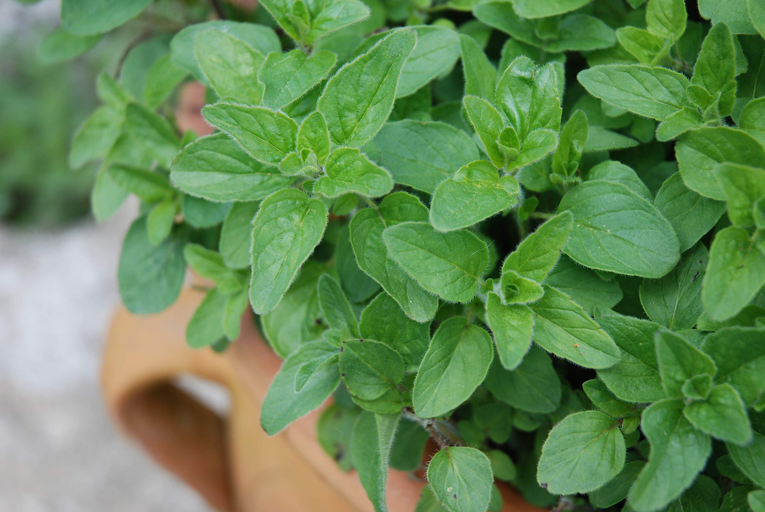 Organic Oregano Seeds - 25 Count Pack for Home Gardening | Non-GMO, Heirloom, Easy to Grow | Perfect for Indoor Herb Gardens, Cooking & Seasoning