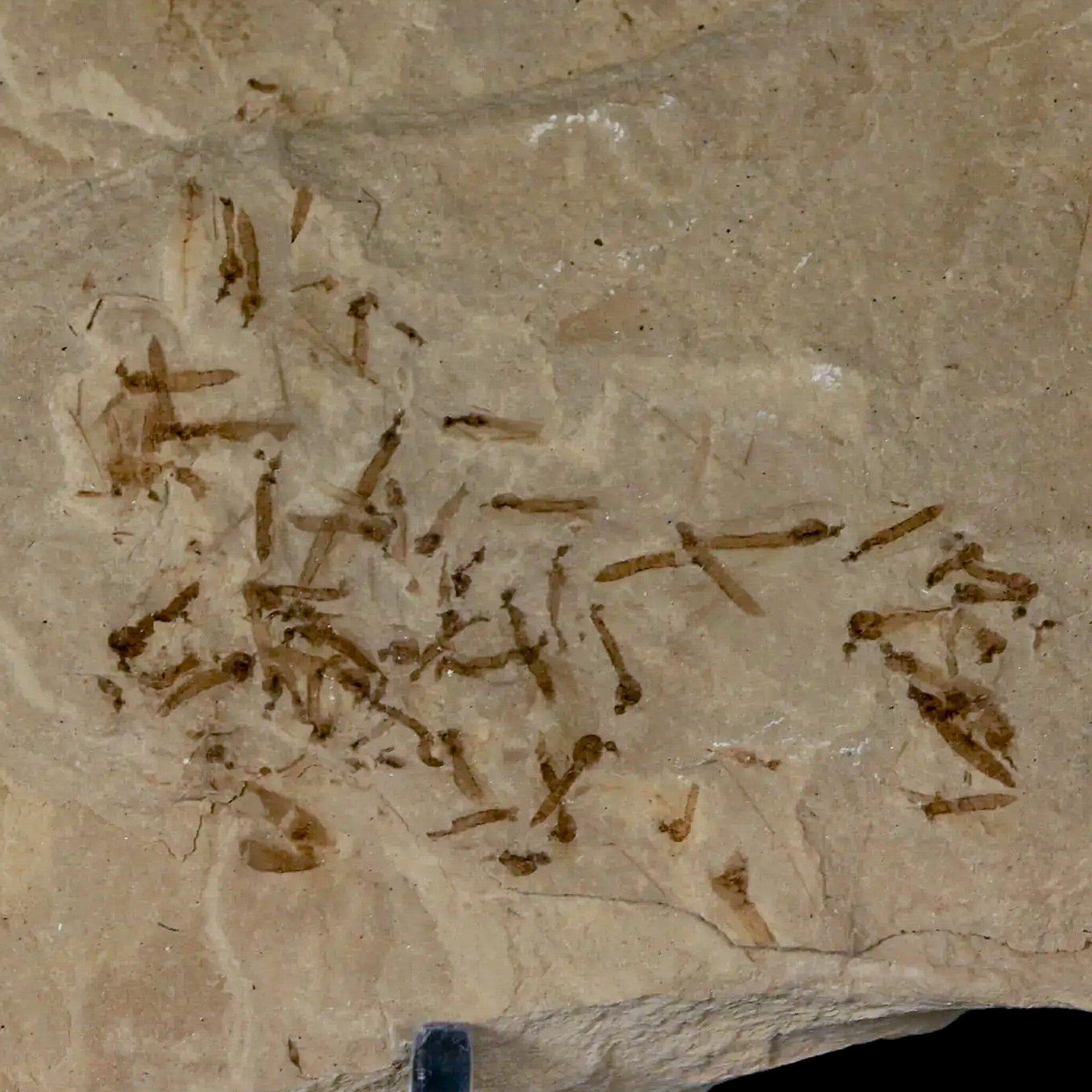 Authentic Fossil Crane Flies & Allophylus Leaf Mass Mortality Plate - Green River Formation, Eocene Age (50 Million Years Old) - Perfect for Paleontology Collectors, Science Education & Home Decor