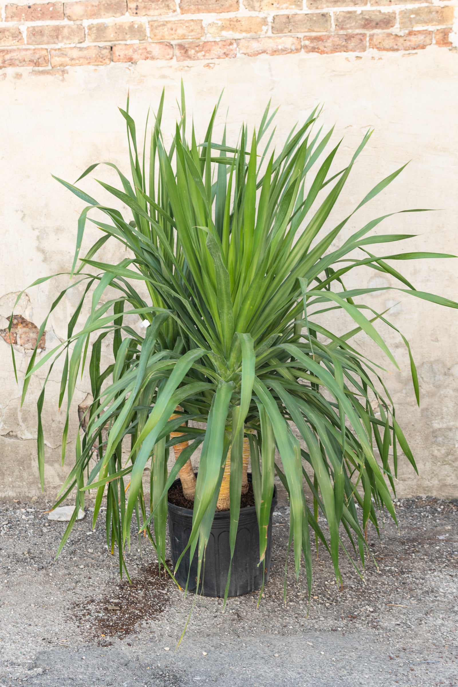 Dracaena Arborea Multi Cane 14