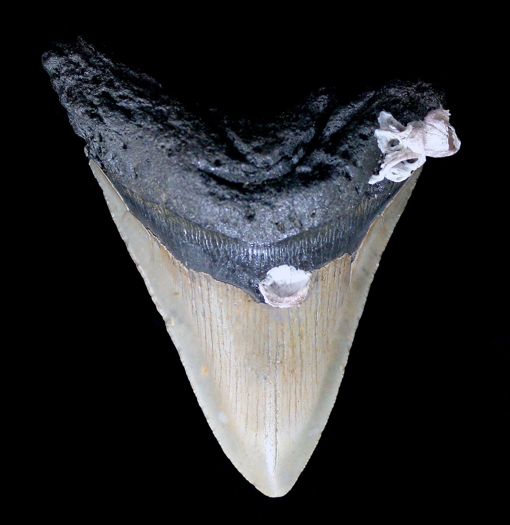 Authentic Megalodon Shark Tooth Fossil with Barnacles - Rare Collectible Specimen for Paleontology Enthusiasts & Home Decor Display