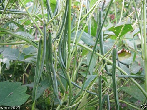 Organic White Rice Bean Seeds (Vigna umbellata) - 200 Climbing Mountain Bean Seeds for Planting - Perfect for Home Gardening, Vertical Gardens & Asian Cuisine