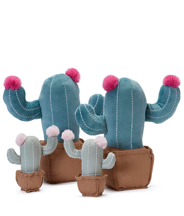 Succulent Cactus Plants Bundle - Live Indoor Cacti Set for Home & Office Decor - Perfect for Desktops, Windowsills & Gifts
