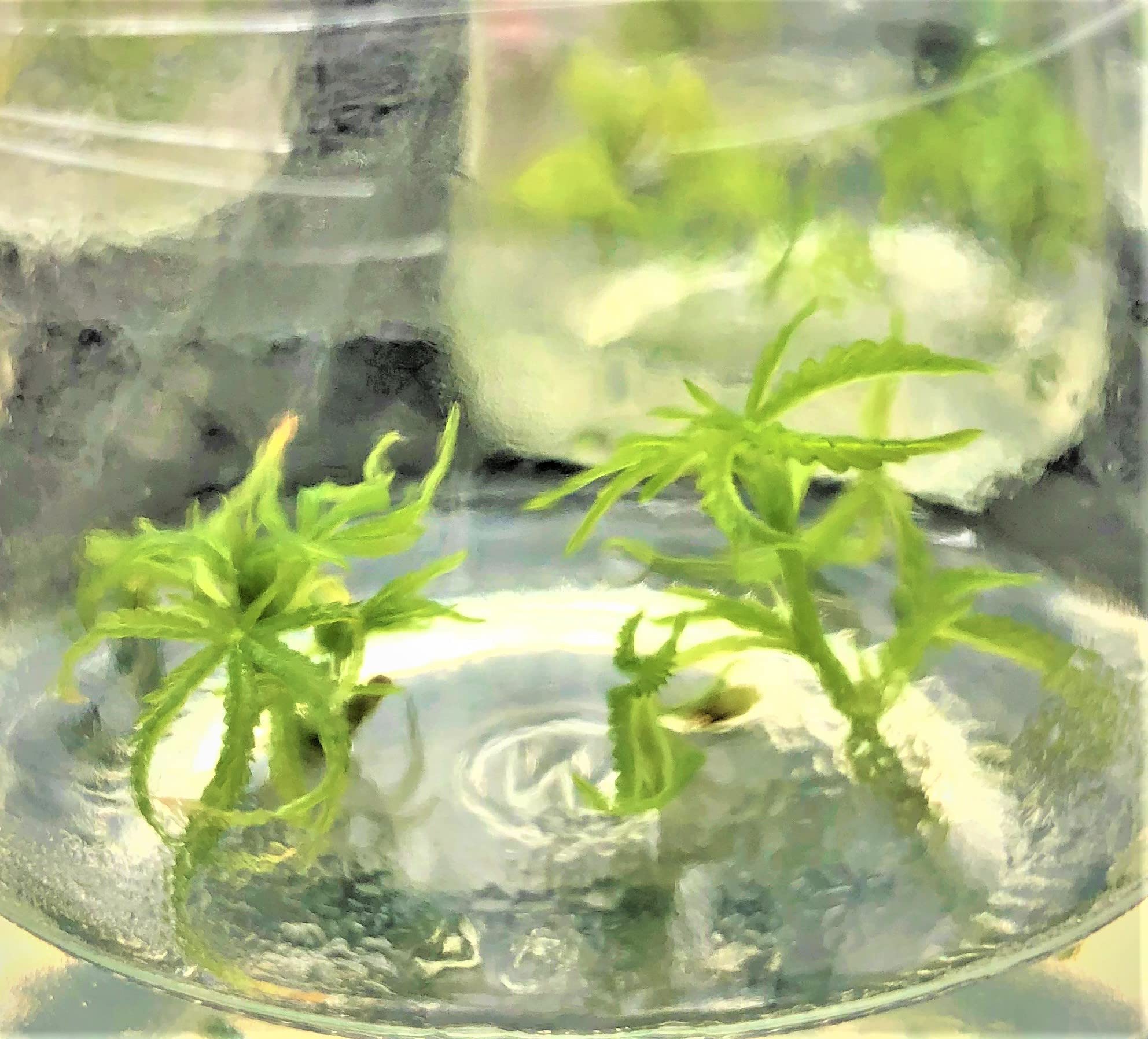 Premium Cannabis Cloning Tissue Culture Kit - Complete Set with Guide, Growth Media, Sterile Containers & Tools for Home Growers & Hydroponics Enthusiasts | Perfect for Indoor Gardening, Plant Propagation & DIY Cloning Projects
