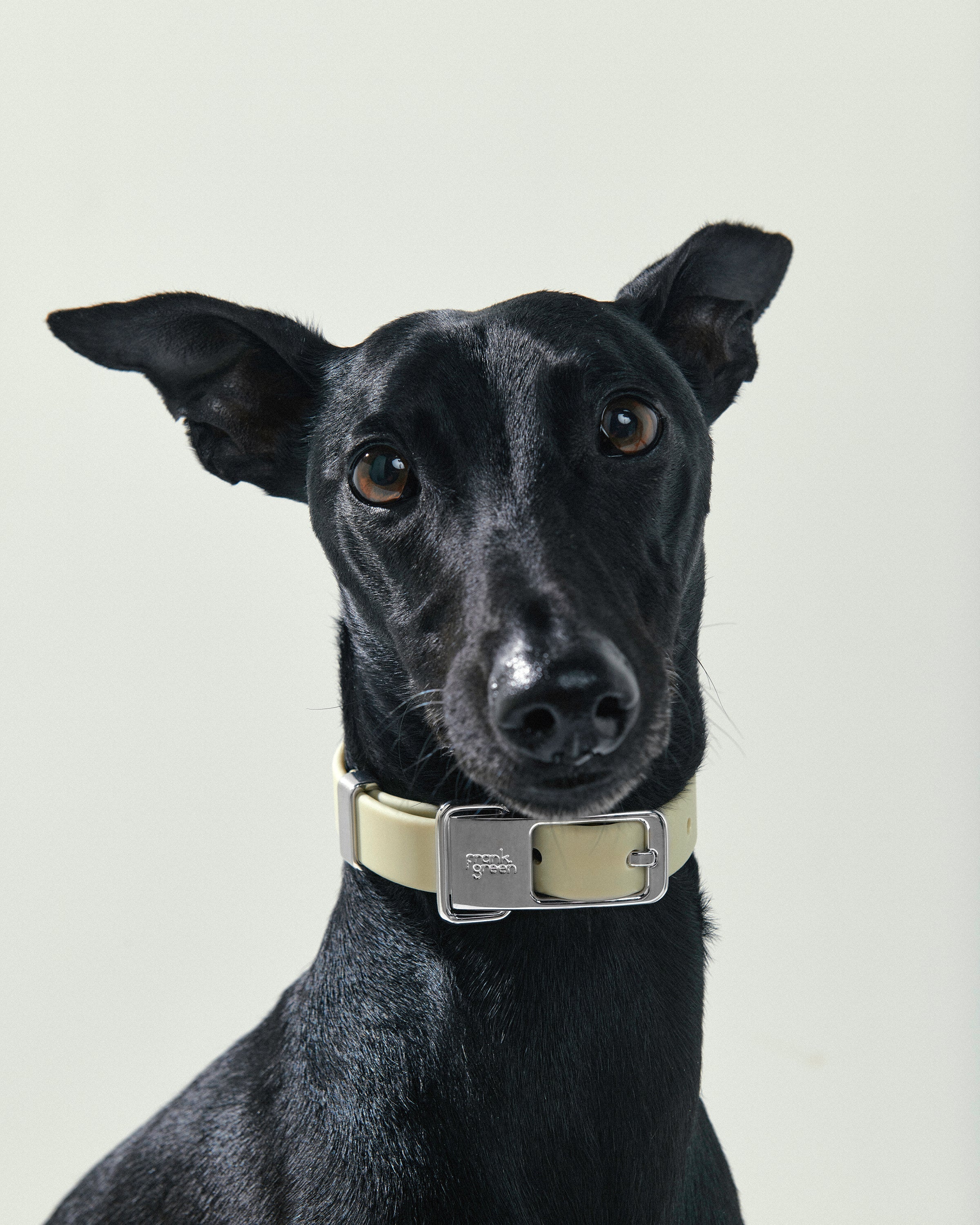Premium Large Pet Collar for Dogs & Cats - Adjustable, Durable & Comfortable - Perfect for Daily Walks, Training & Outdoor Adventures