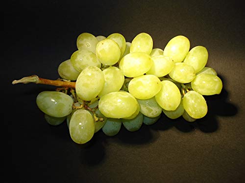 20x30 Inch Laminated Grapes Nutrition Poster - Vibrant Fruit Art Print for Kitchen & Dining Room Decor - Perfect for Healthy Eating Inspiration & Home Decoration