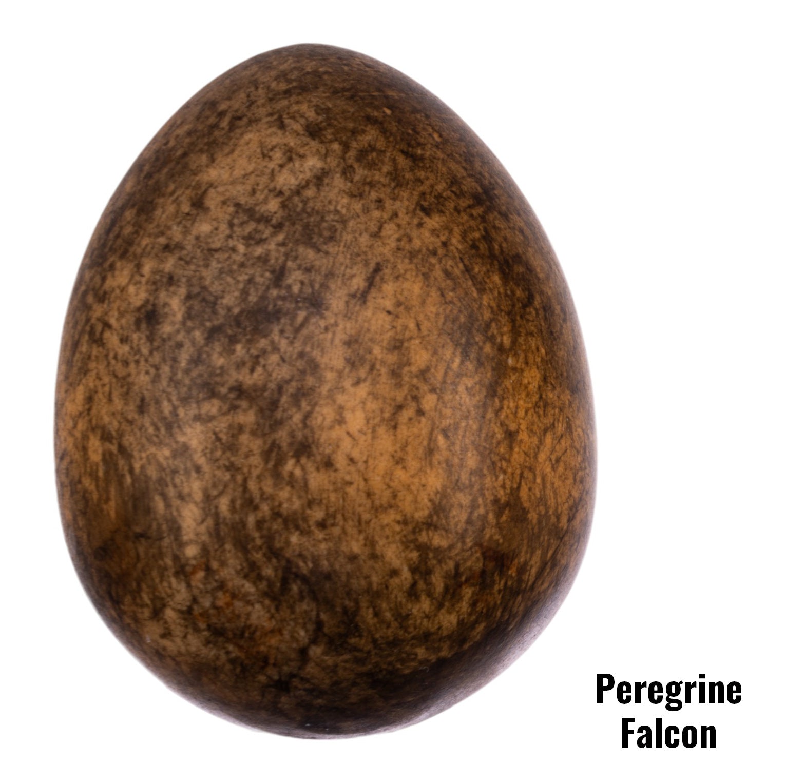 Authentic Replica Peregrine Falcon Egg - 50mm Lifelike Decoration for Bird Enthusiasts & Nature-Themed Home Decor