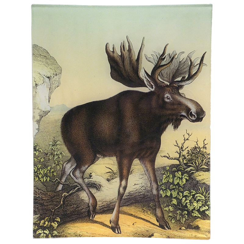 DTCoco Moose C PNG - High-Quality Digital Download for Crafts, DIY Projects & Scrapbooking - Perfect for T-Shirts, Mugs & Home Decor