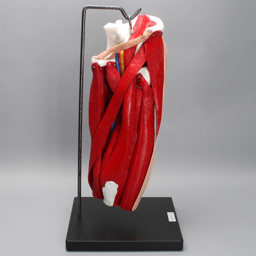 Realistic Hip Model with Muscles & Veins - Perfect for Medical Training, Anatomy Study, and Classroom Demonstrations