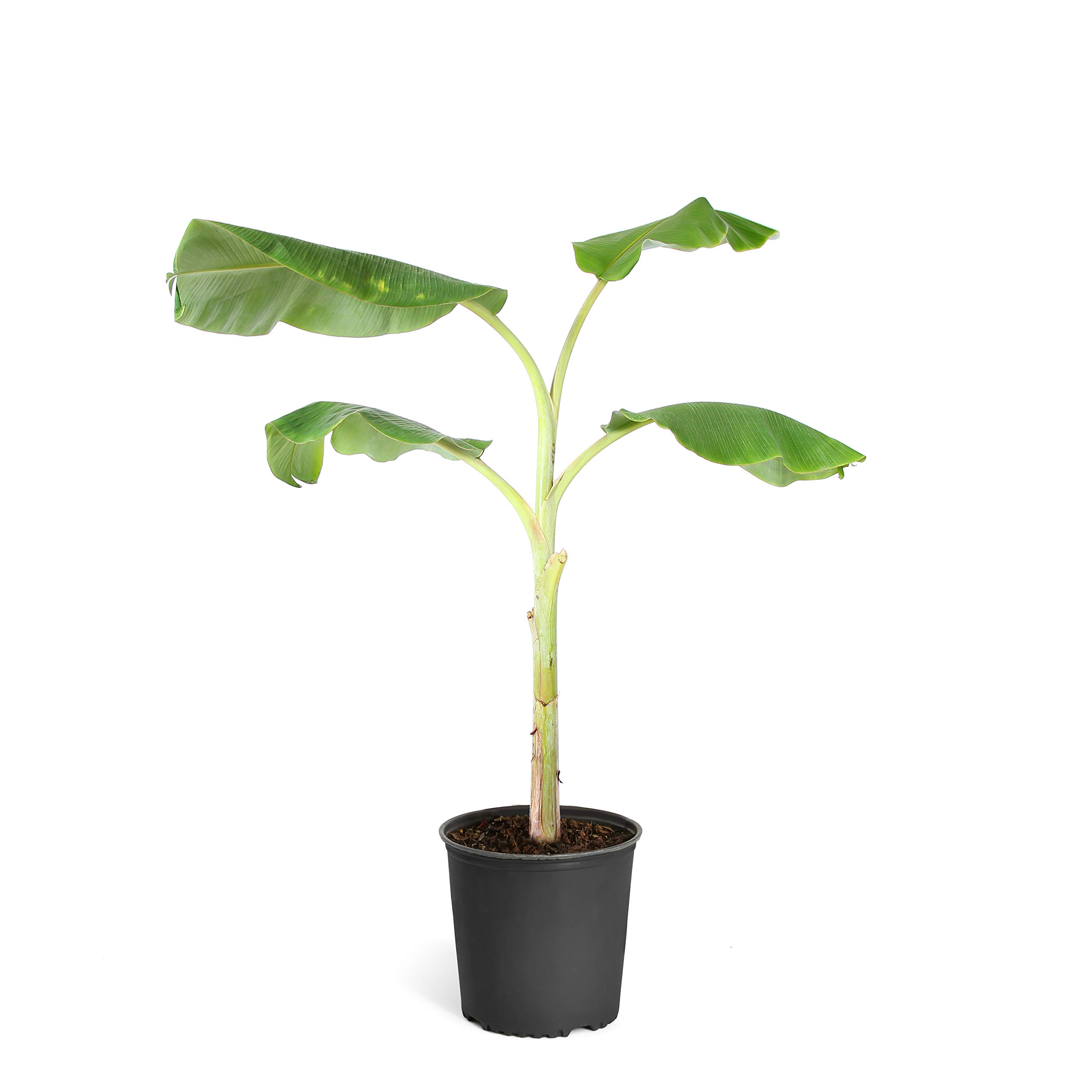 Brighter Blooms - Ice Cream Banana Tree (3-4 Feet Tall) - Perfect for Tropical Gardens, Patio Decor & Home Landscaping
