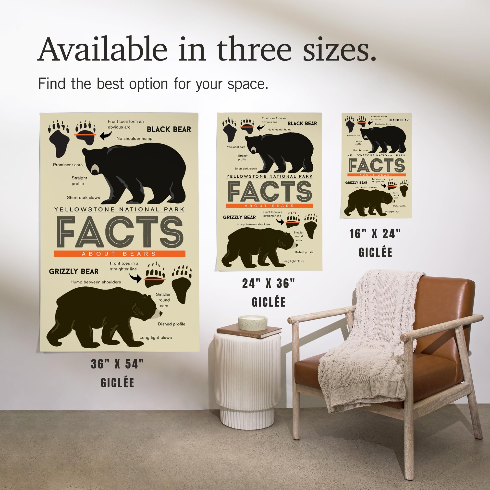Lantern Press 16x24 Inch Yellowstone National Park Giclee Art Print - Wyoming Landscape Wall Decor with Grizzly & Black Bear Facts - Perfect for Home, Office & Cabin Decor