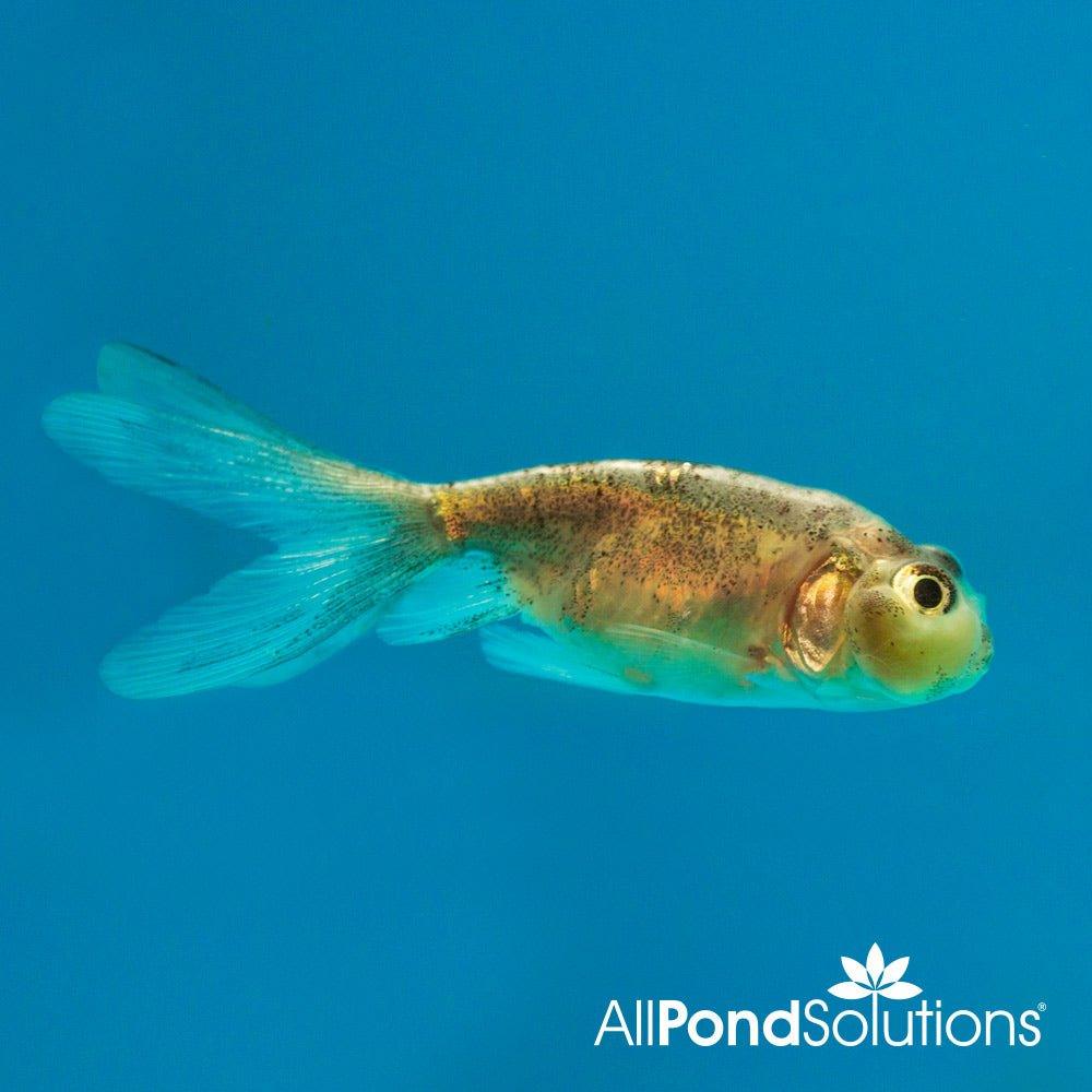 Assorted Bubble Eye Goldfish (Carassius auratus) - Unique Aquarium Fish for Home & Office Tanks