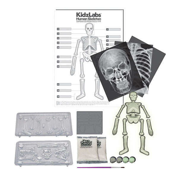 4M Kidz Labs Glow in The Dark Human Skeleton Science Kit - STEM Educational Toy for Kids Ages 8+ - Perfect for Halloween Decor, Science Projects & Learning Anatomy