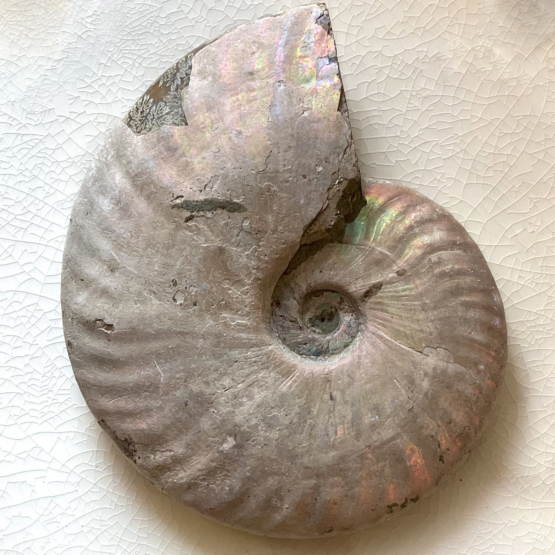 Natural Ammonite Iridescent Fossil Specimen - Authentic Prehistoric Shell for Home Decor, Jewelry Making & Fossil Collection