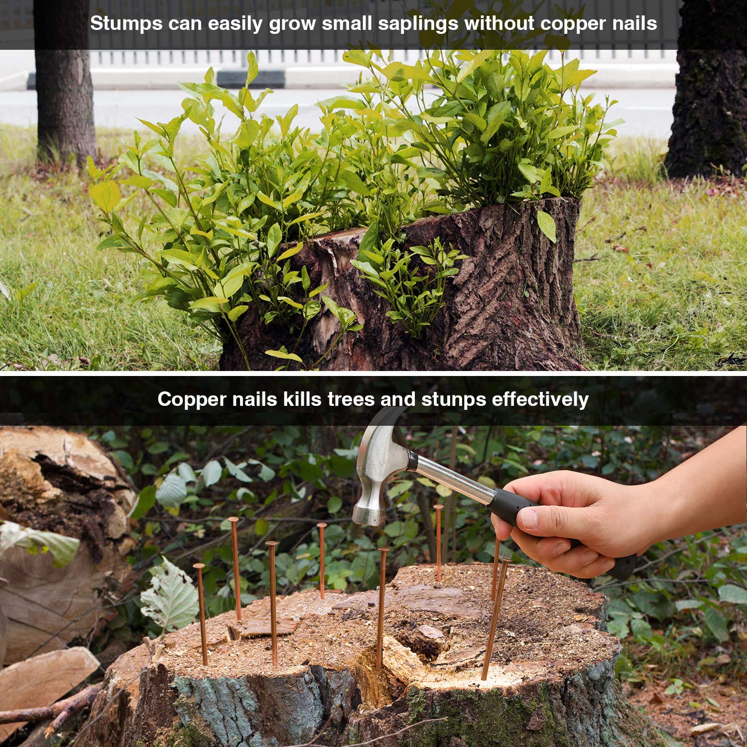 12 Pack 4 Inch (100mm) Long Copper Nails for Tree Killing & Stump Removal - Includes 1 Steel Nail & Storage Box - Ideal for Arborists, Gardeners, and DIY Tree Removal Projects