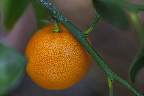 20x30 Inch Laminated Citrus Fruit Tangerine Poster - Vibrant Orange Art Print for Kitchen & Dining Room Decor - Perfect for Framing & Home Wall Decoration