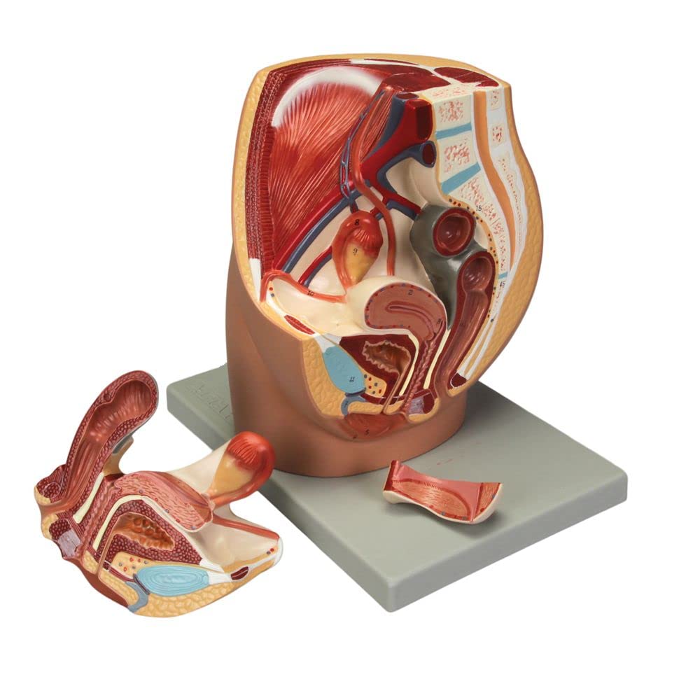 Altay Human Female Half Pelvis Model - Anatomical Study Tool for Medical Students & Professionals | Perfect for Classroom, Lab & Research Use