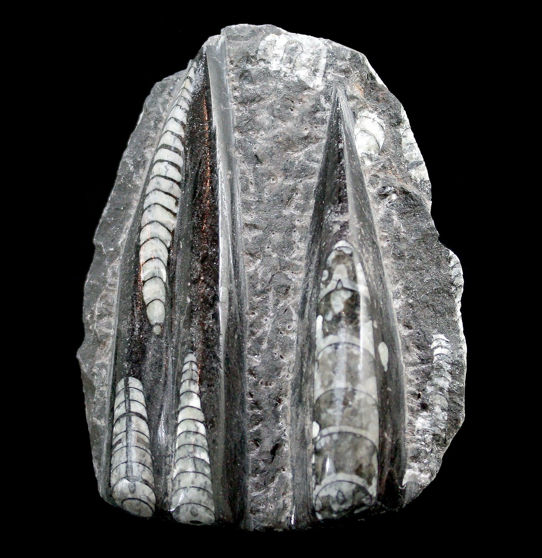 Orthoceras Fossil Plaque - Authentic Ancient Fossil Stone Decor for Home & Office - Perfect for Wall Art, Meditation Spaces & Gifts